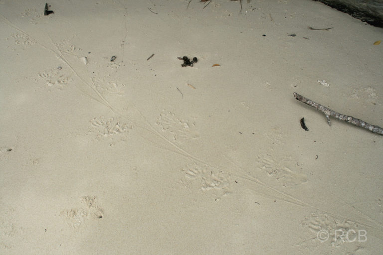 Waranspur im Sand, Pulau Sapi