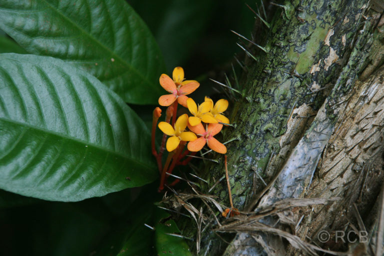 orangene Blüten, Pulau Sapi