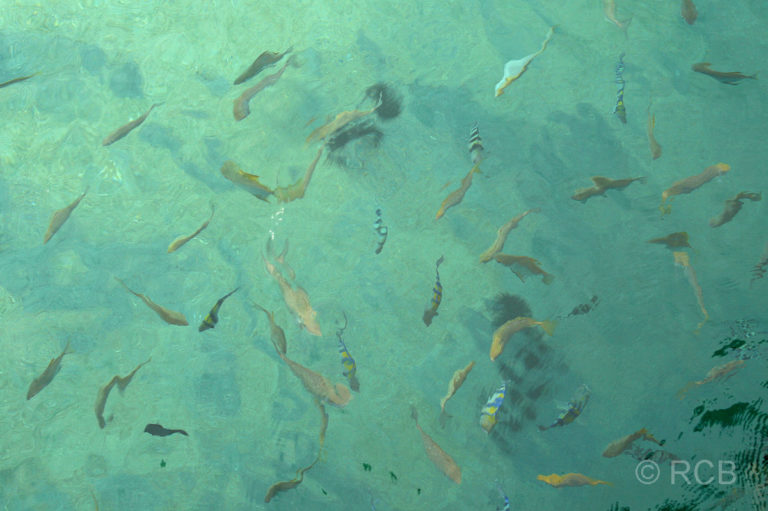 Fische im klaren, türkisblauen Wasser auf Pulau Sapi