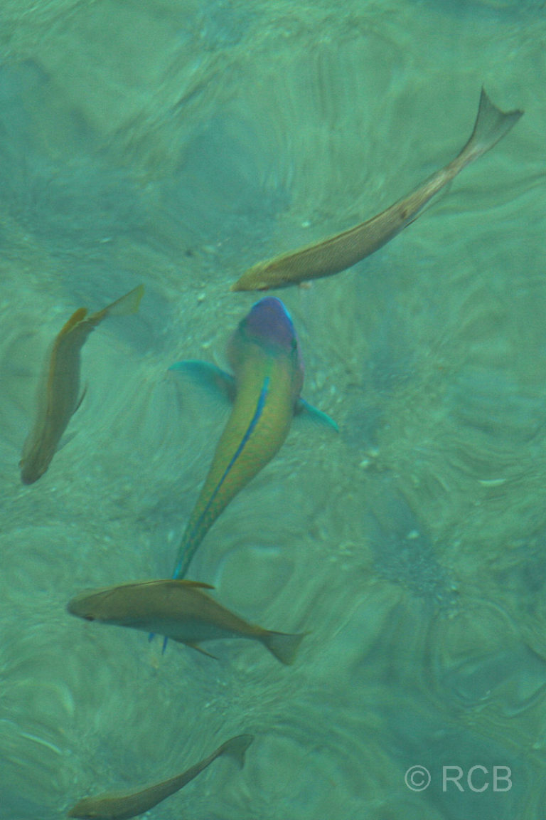 Fische im klaren, türkisblauen Wasser auf Pulau Sapi