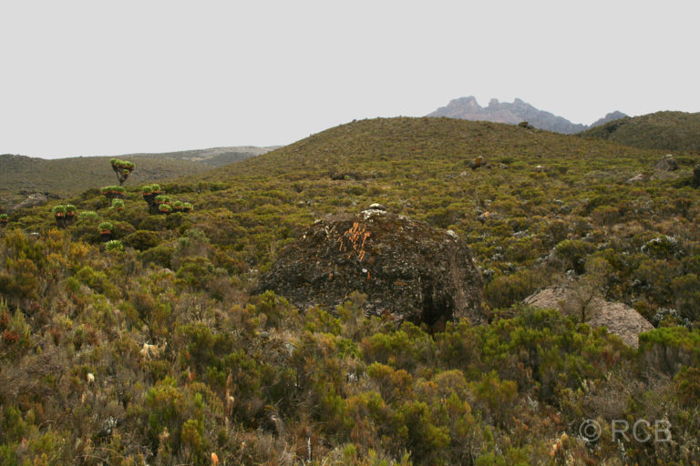 auf der letzten Etappe der Kilimanjaro-Besteigung von den Horombo Huts zum Mandara Gate