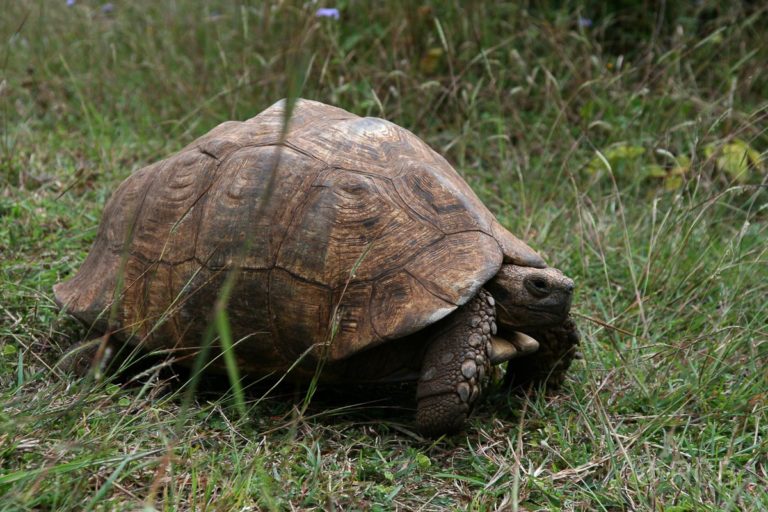 Schildkröte im Garten des Mandara Hotels