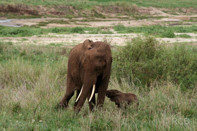 Elefant mit Jungem