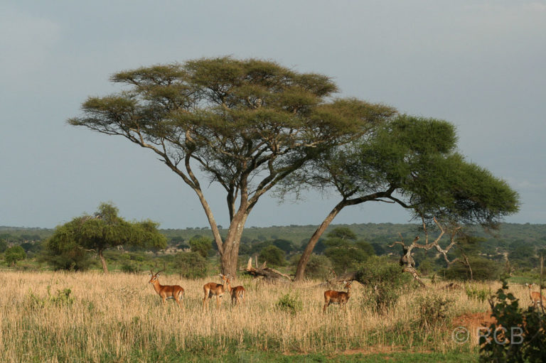 Impalas unter Akazien