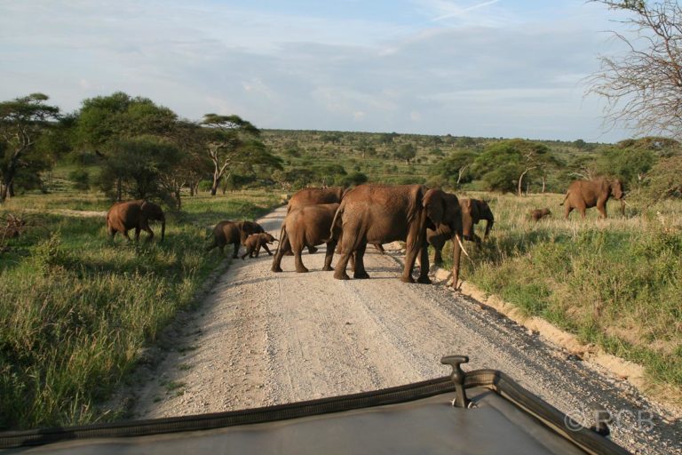 Elefanten queren die Straße
