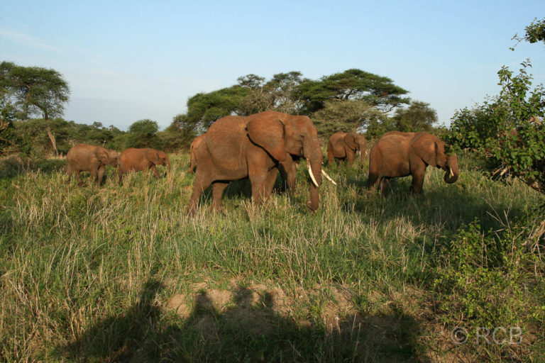 Touristen und Elefanten