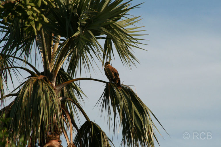 Raubvogel im Tarangire NP