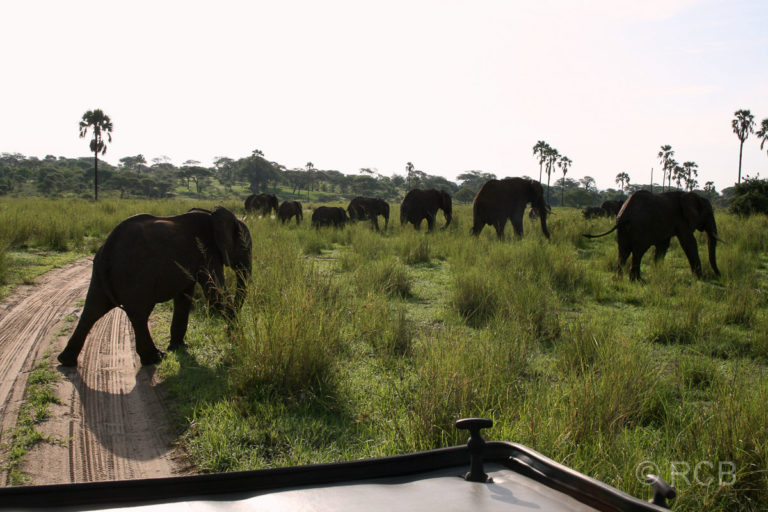 Elefanten im Tarangire NP