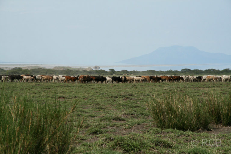 Viehherde am Lake Natron