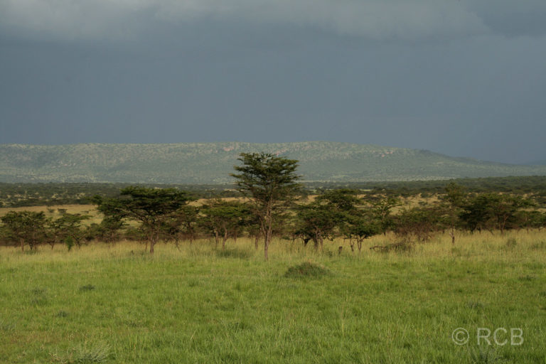 in der nördlichen Serengeti