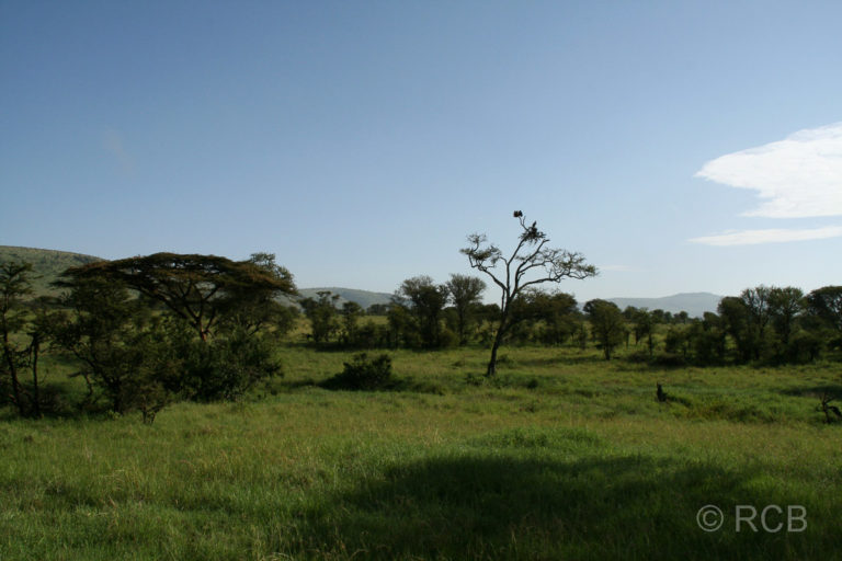 in der nördlichen Serengeti
