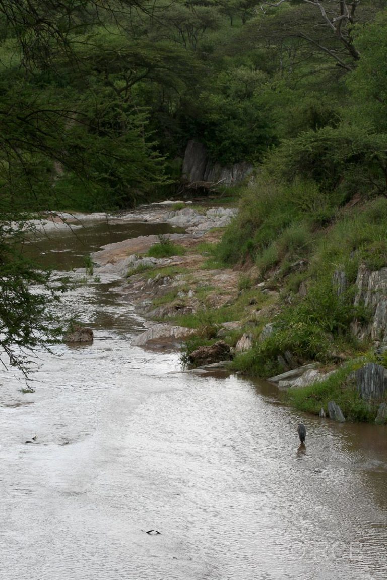 Flusslauf in der Serengeti