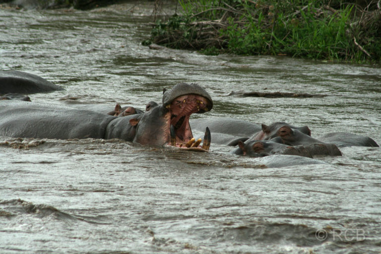 Flusspferde am Retima Hippo Pool
