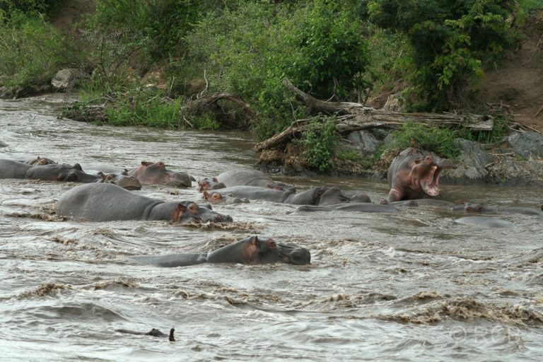 Flusspferde am Retima Hippo Pool