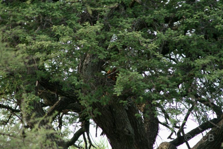 Leopard, gut versteckt im Baum