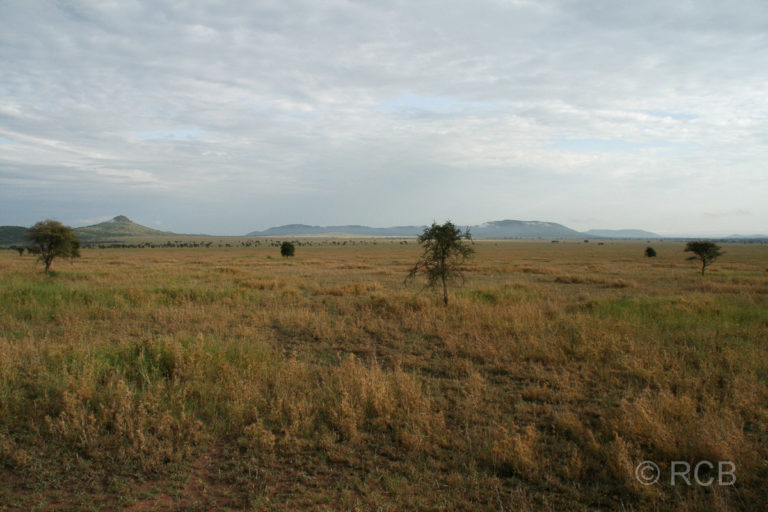 Blick über die Serengeti