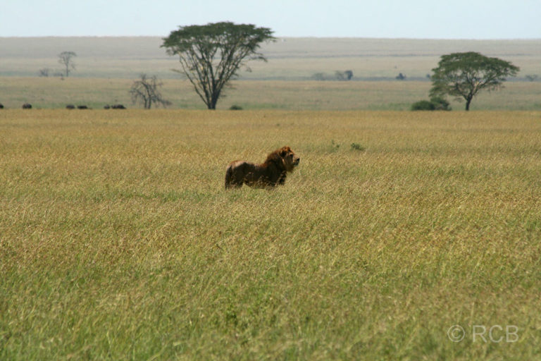 Löwenmännchen in der Serengeti