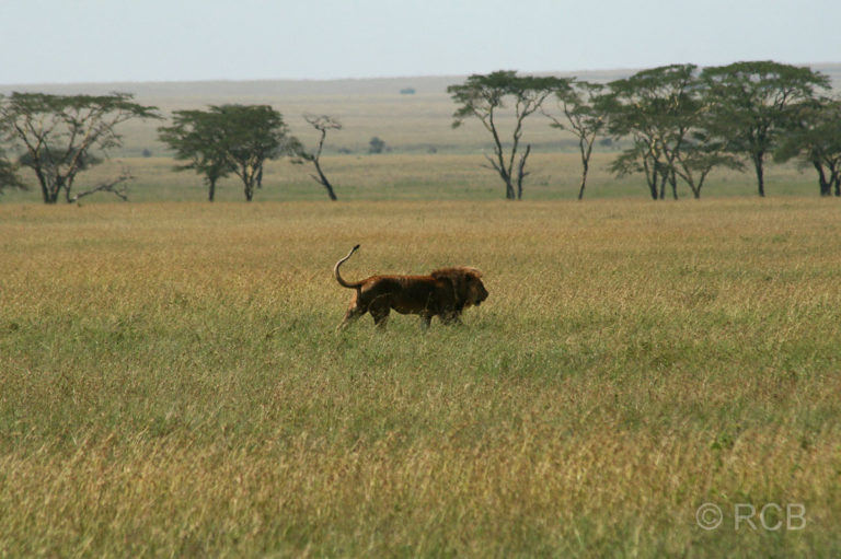 Löwenmännchen in der Serengeti