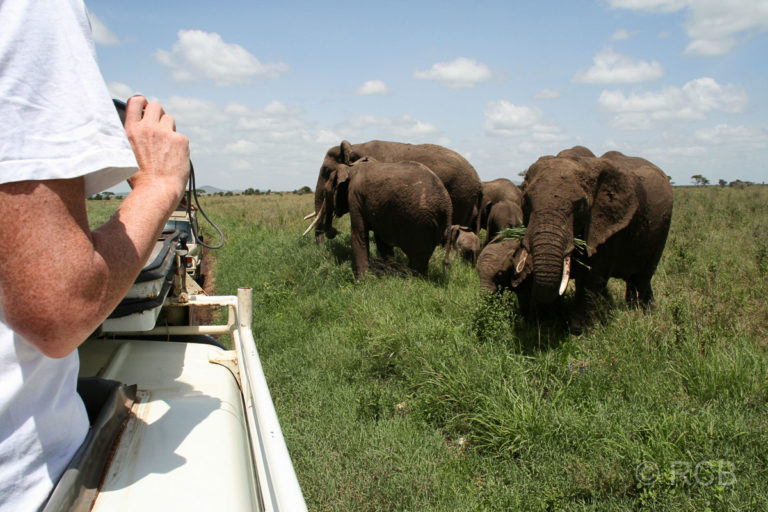 Tourist beobachtet Elefanten beim Grasen