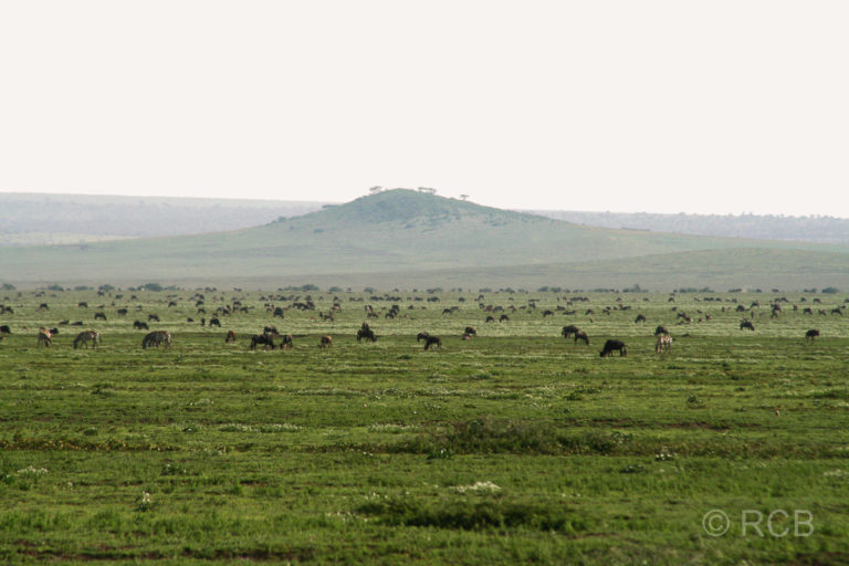 Zebras und Gnus auf der "Great Migration"
