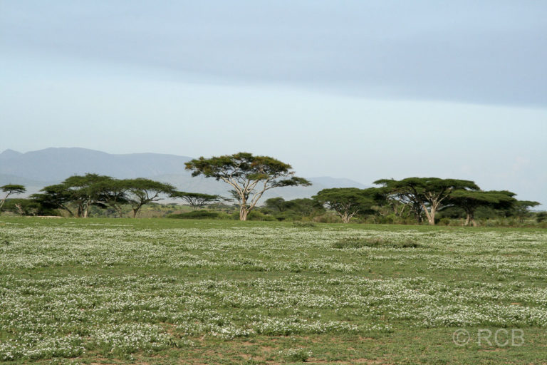 in der Ngorongoro Conservation Area