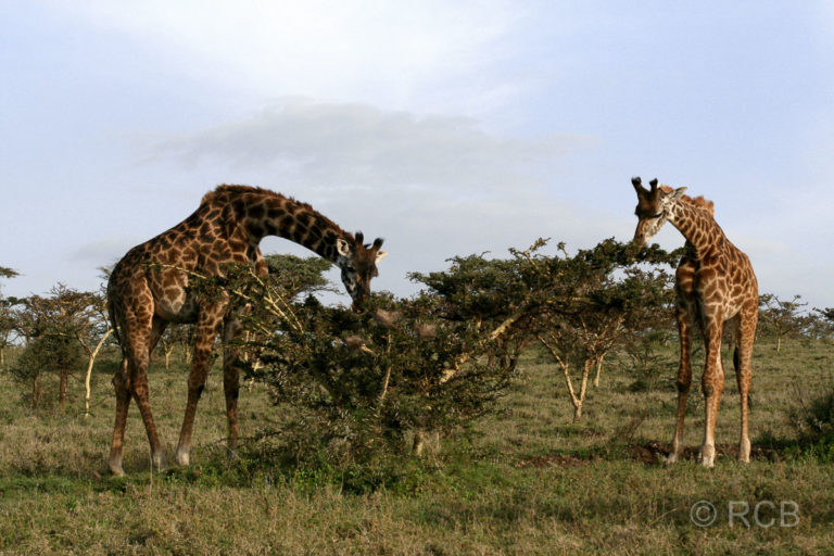 Massaigiraffen am Hang des Ngorongoro-Kraters