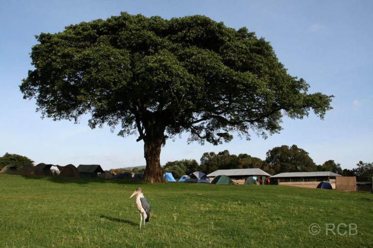 Simba Camp am Rand des Ngorongoro-Krates