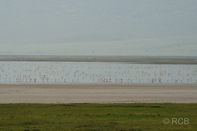 Flamingos im Lake Magadi