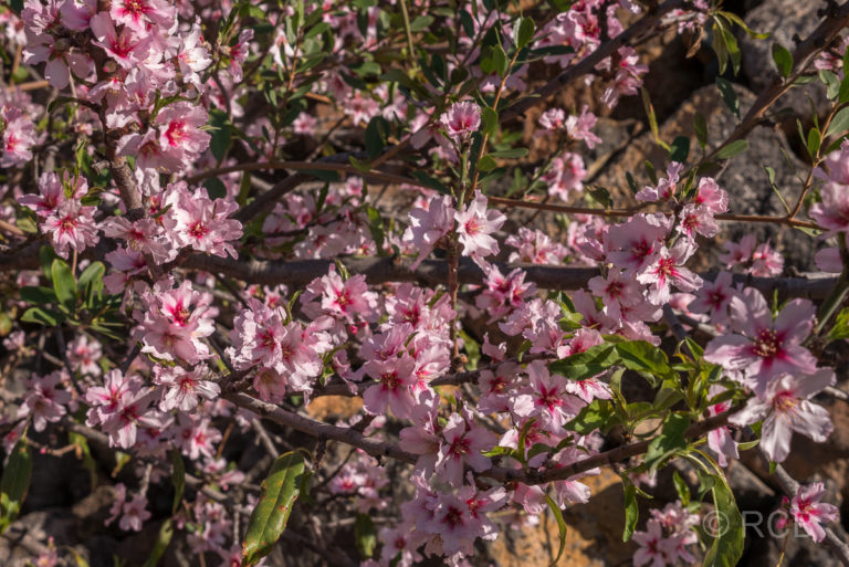 Mandelblüte, Tijarafe
