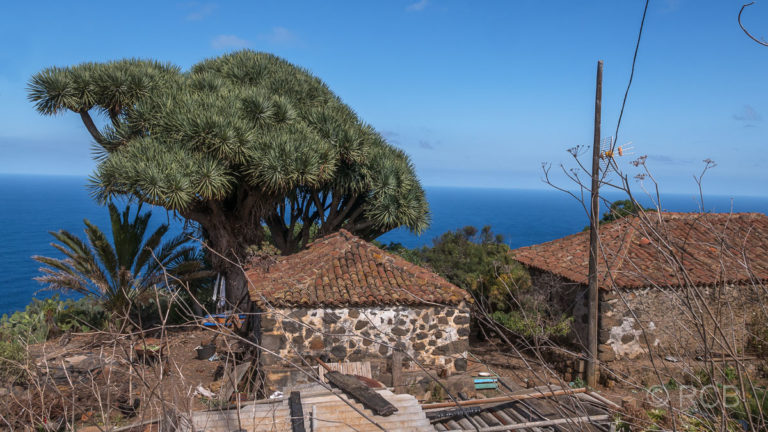 Gehöft und Drachenbaum an der Nordküste La Palmas