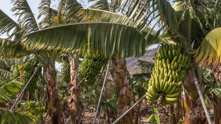 Tazacorte, Bananenplantage