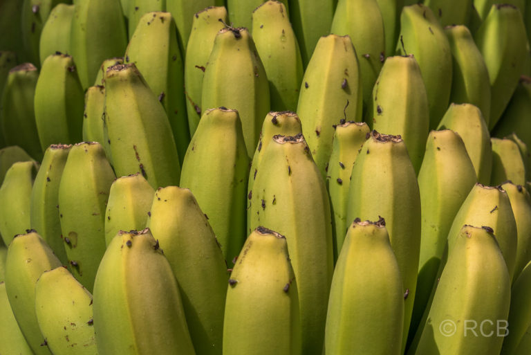 Tazacorte, Bananenstaude