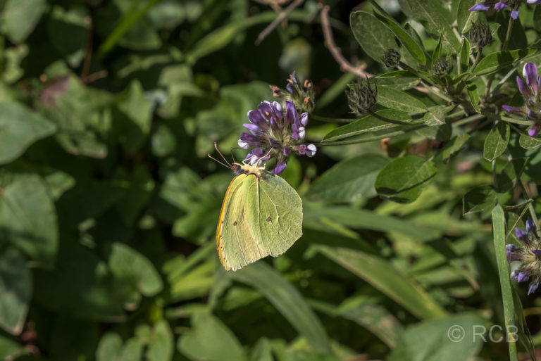 Schmetterling am Mirador Somada Alta