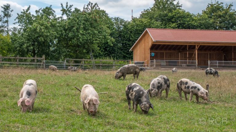Schweine auf der Weide bei Billerbeck