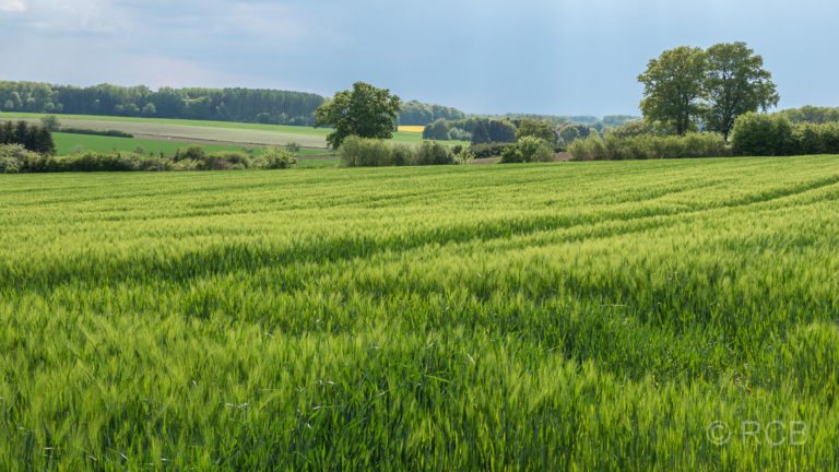 grüne Felder bei Wadersloh