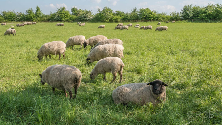 Schafe bei Beckum