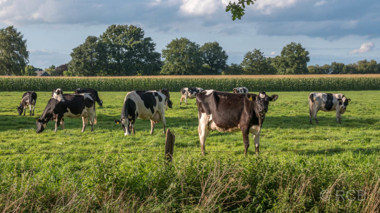 Kühe auf einer Weide bei Bocholt