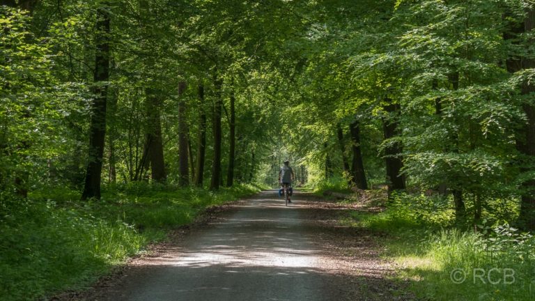 Radfahrer im Wald bei Coesfeld