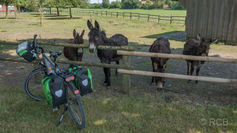 4 Esel und 1 Fahrrad bei Coesfeld