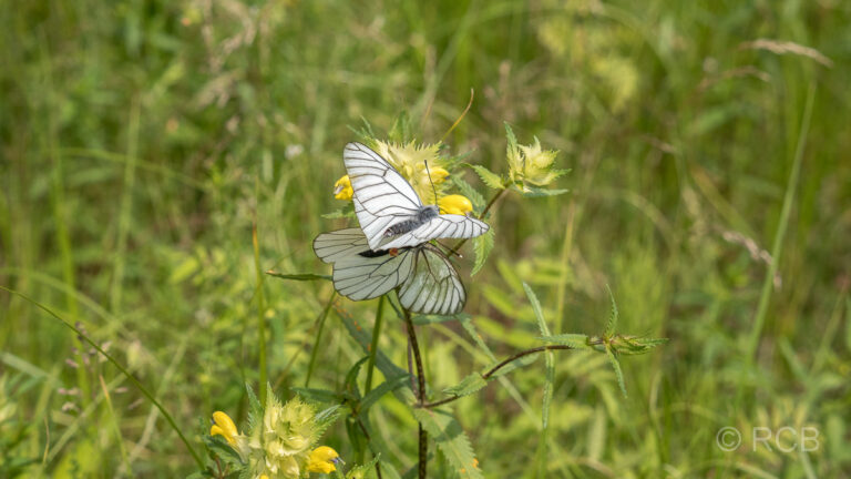 Schmetterlinge bei Nida