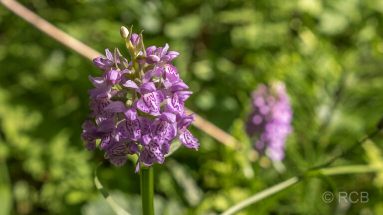 Palūše, Orchidee am botanischen Lehrpfad