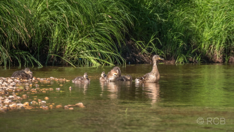 Ente mit Jungen am Ufer der Gauja