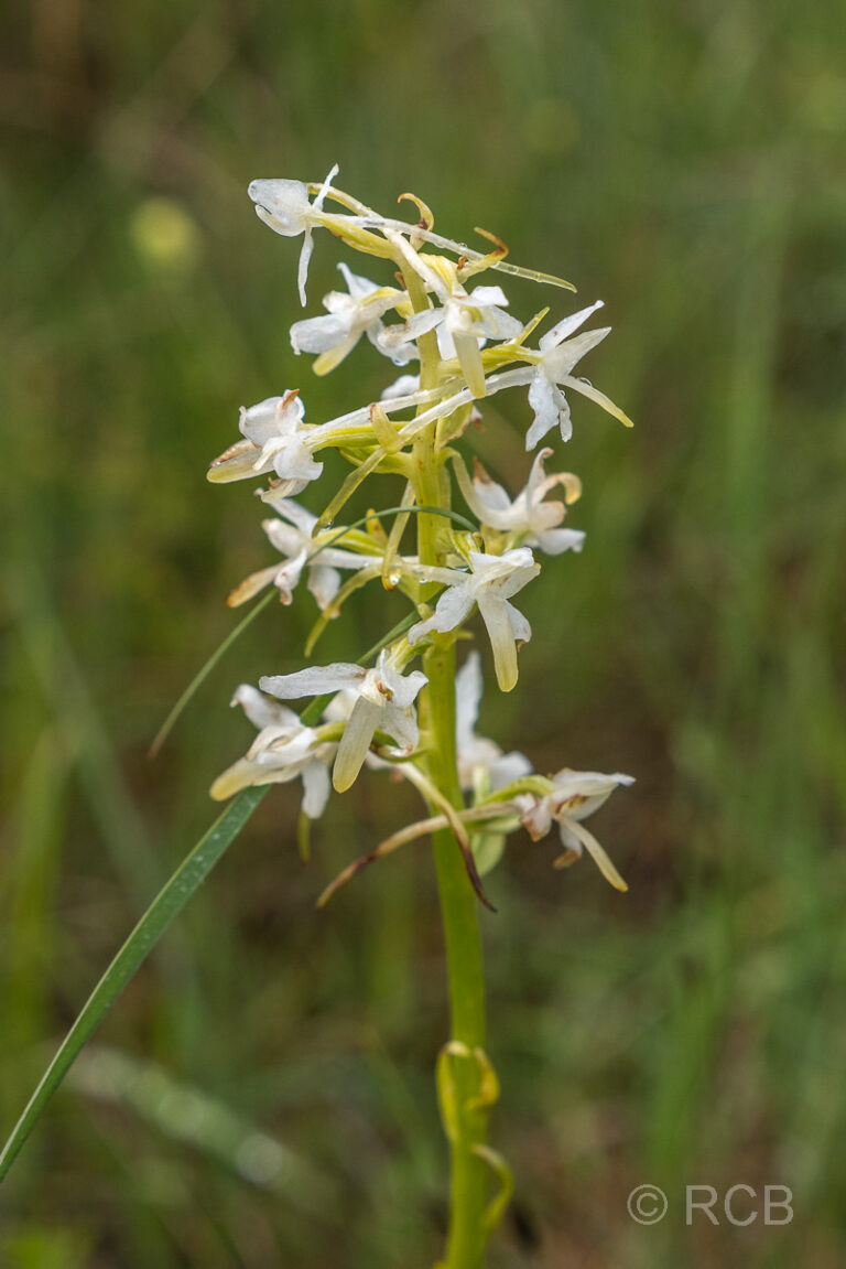 Orchidee im Vidumae-Moor