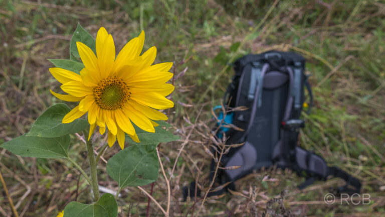 Sonnenblume und Wanderrucksack