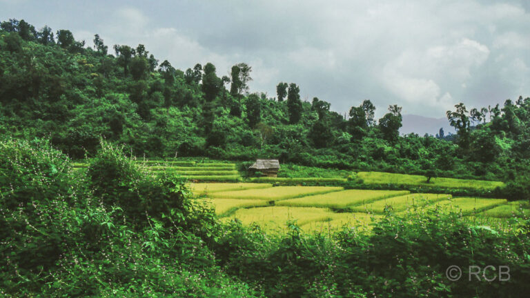 Reisfelder im Grenzgebiet zum Nachbarland Myanmar