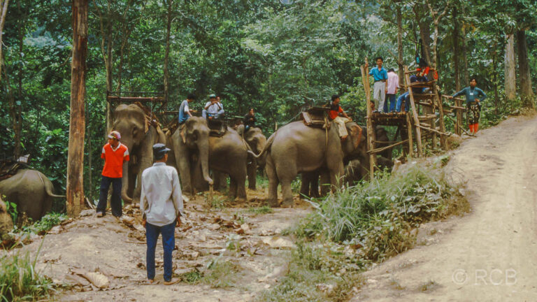 Elefantenritt im Dschungel bei Mae Hong Son