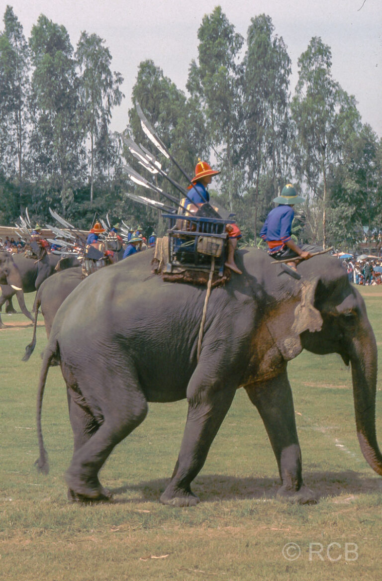 Elefantenfestival, Surin