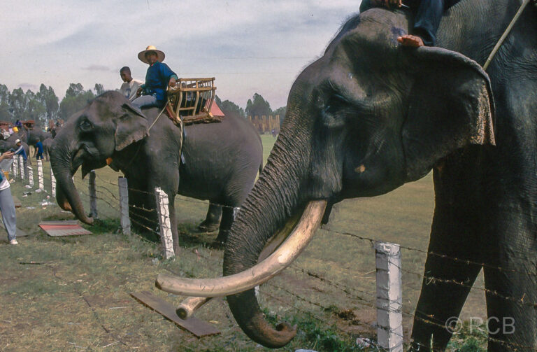 nach dem Elefantenfestival in Surin