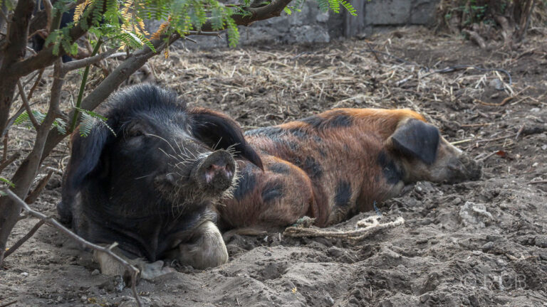 Schweine in Cruzinha da Garça