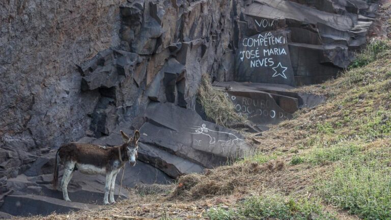 traurig blickender Esel vor Graffiti